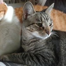 Profile Picture of Michael Gilligan (@MichaelGillig18) on Twitter