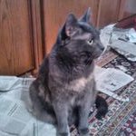 Profile Picture of Martin Dorn (@RhinoNili) on Twitter