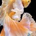 Profile Picture of Adam Bachari (@adam.bachari.182) on Facebook