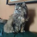 Profile Picture of Karen Larsen (@snodove) on Instagram