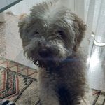 Profile Picture of Davide Giuliani (@davi_dinok) on Instagram