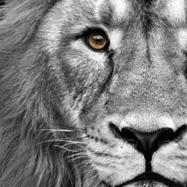 Profile Picture of Leo_lawrence (@Leo_Lawrence_) on Twitter