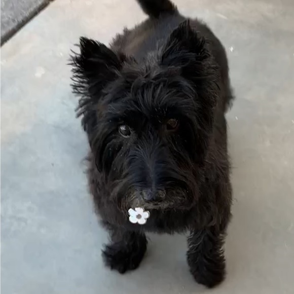 Profile Picture of Kate Timpani (@katetjean) on Poshmark