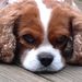 Profile Picture of Dawn Hamrick (@dawnahamrick0448) on Pinterest