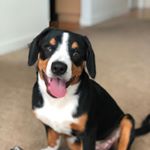 Profile Picture of Abby the Entlebucher 🐾 (@abby_bucher) on Instagram