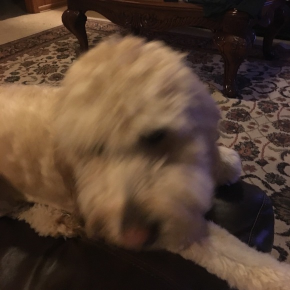 Profile Picture of Kirk Mitchell (@mkirkm) on Poshmark