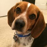 Profile Picture of Rodney (@rodneythebeagle) on Instagram