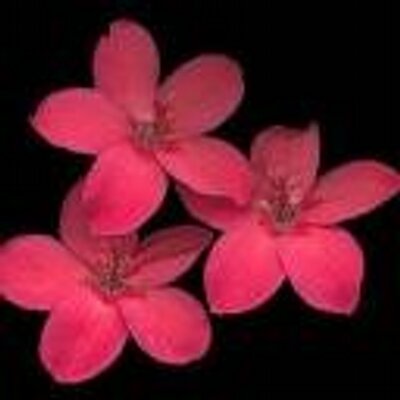 Profile Picture of Simone Barton (@SimoneBarton11) on Twitter