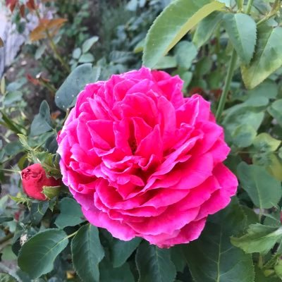 Profile Picture of Daniela Klein (@Daniela09025843) on Twitter
