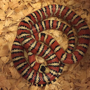 Profile Picture of Michael Vallone (@michaelvallone) on Youtube