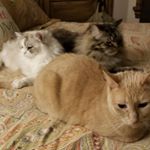 Robert Guckert - Instagram Profile Picture of Robert Guckert (@robertguckert01) on Instagram