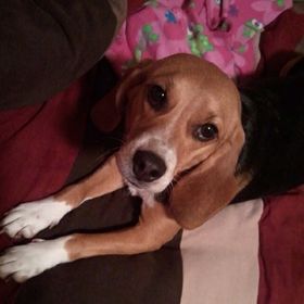 Profile Picture of Alisha Kron (@alishakron) on Pinterest