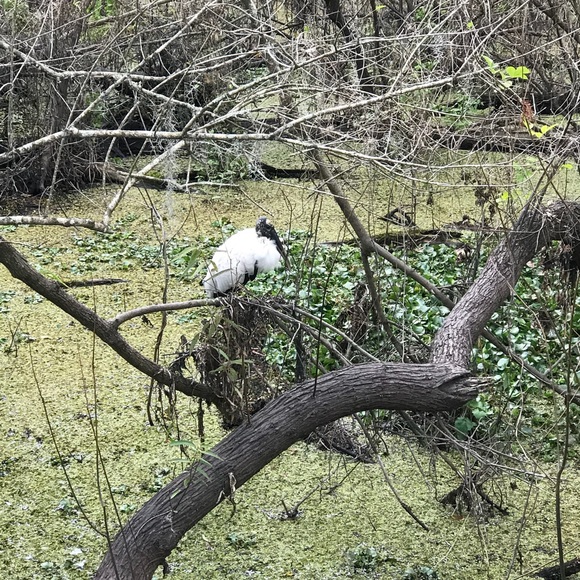 Profile Picture of Limbert Capellan (@dancerlimbert) on Poshmark