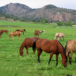 Profile Picture of Sylvan Dale Guest Ranch (@sylvan dale guest ranch) on Flickr