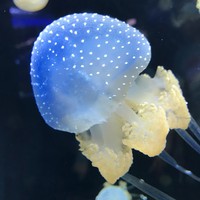 Profile Picture of Corey Gomez (@corey-gomez-8) on Quora