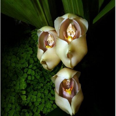 Profile Picture of Sonia Astorga (@ticacr00) on Twitter