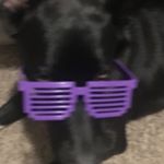 Profile Picture of Alex Dossi (@pugman_the_dev) on Instagram