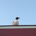 Profile Picture of Dalton Morgan (@dalton_l_m) on Flickr