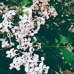 Profile Picture of xin zhang (@laylaring) on Flickr