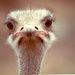 Profile Picture of Davide Leonardi (@stuppido) on Pinterest