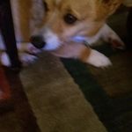 Profile Picture of lilly steven (@lilly_stevie_dogs) on Instagram