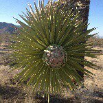 Profile Picture of Kim peak (@foxtail_lilly) on Instagram