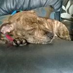 Profile Picture of Adam Millington (@zz__adam_zz) on Instagram