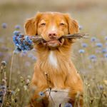 Profile Picture of Casey (@wolfgroups_casey) on Instagram