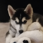 Profile Picture of Lily An Nelly (@lilyannelly393) on Youtube