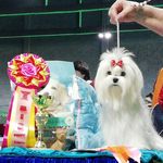 Profile Picture of Tatiana Reshetnikova (@goluboyokean1) on Instagram