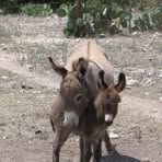 Profile Picture of Ginger Kothmann (@ginger.kothmann) on Facebook