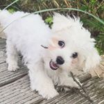 Profile Picture of Pepper Ferdinand Paul (@pepper_themaltese) on Instagram