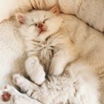 Profile Picture of Karl Hahn (@_karlthepersian) on Instagram