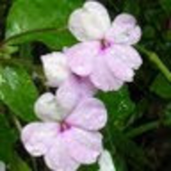 Profile Picture of Lynn Rowicki (@lrowicki) on Poshmark