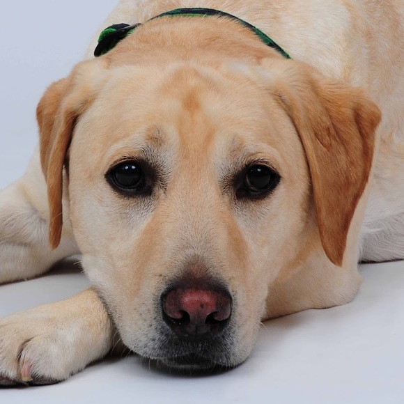 Profile Picture of Dacey Wilson (@daceywilson) on Poshmark