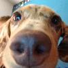 Profile Picture of Harry Bowling (@@that_doggo1) on Tiktok
