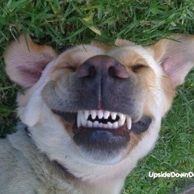 Profile Picture of BOB BOGUS (@MRSCARSDALE) on Twitter