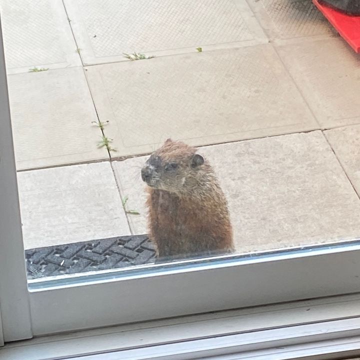 Profile Picture of Alejandro Russi (@alejandro.russi) on Tiktok