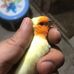 Profile Picture of Samur Finch (AS Finch ve Kanarya) (@Samur-Finch) on Facebook