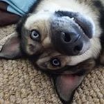 Profile Picture of David Banes (@bella_the_heckin_pupper) on Instagram