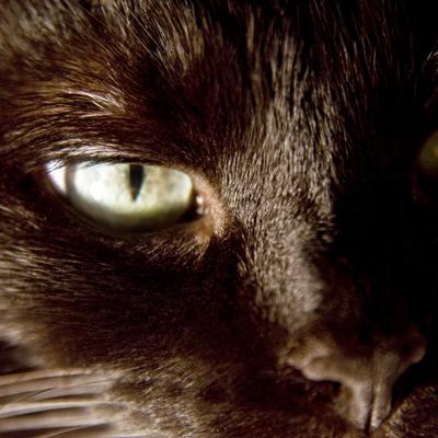 Profile Picture of Lisa Purcell (@Maya_Ocaniko) on Twitter