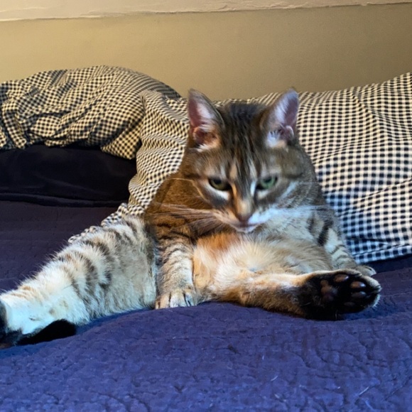 Profile Picture of John Carbone (@johncarbone810) on Poshmark