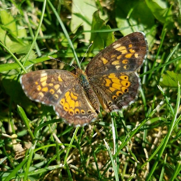 Profile Picture of Tina Piperata (@italiangirl222) on Poshmark