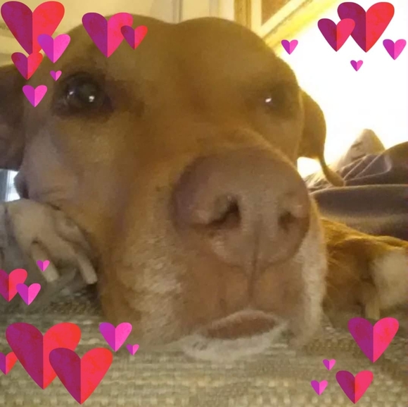 Profile Picture of Nancy Macgregor (@nancymac32) on Poshmark