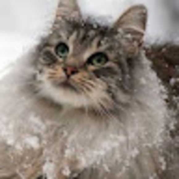 Tammy Linkowski - Poshmark Profile Picture of Tammy Linkowski (@linkowskit) on Poshmark