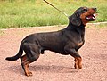 Profile Picture of Slovenský kopov - Wikipediaon Wikipedia
