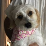 Profile Picture of Scott Walley (@hopethecavoodle) on Instagram