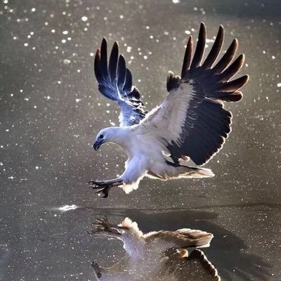 Profile Picture of Bob Xiong (@F9RN1NZUpwFsk2n) on Twitter