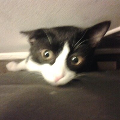 Profile Picture of Chris Gentry (@ChristianTree) on Twitter