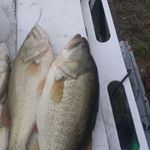 Profile Picture of Gary Spikes (@gary.spikes.182) on Instagram